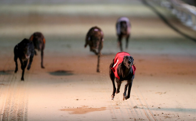 William Hill All England Cup Festival - Newcastle Greyhound Stadium