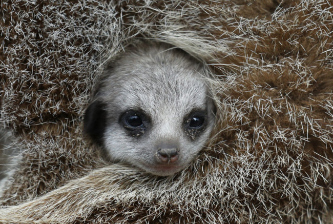 Blair Drummond Safari Park meerkat babies