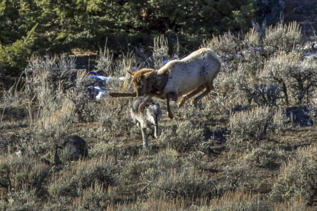 Elk Chases Wolf in Yellowstone National Park