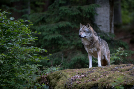 Are-there-wolves-in-Ireland