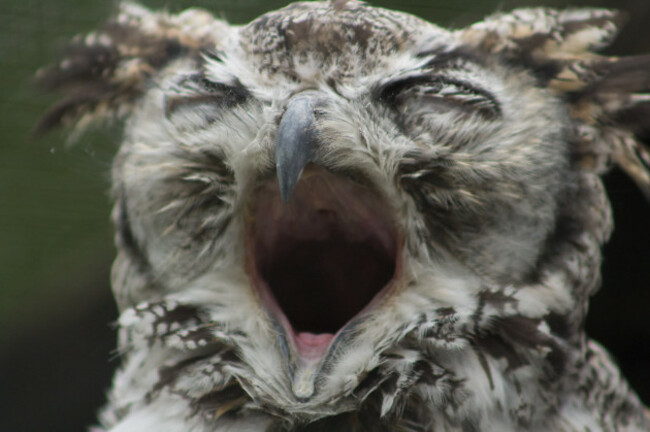 shutterstock_1220099740