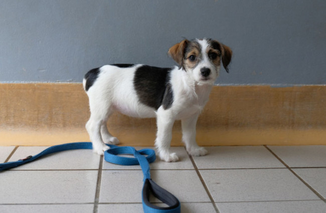 Jack russell dog and siz puppies with docked tails in ISPCA care