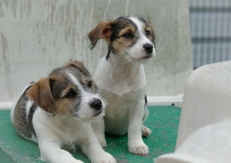 Legally docked sales jack russell puppies