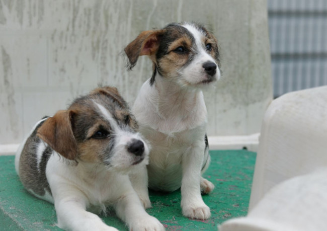 Jack russell dogs and six puppies with docked tails in ISPCA car