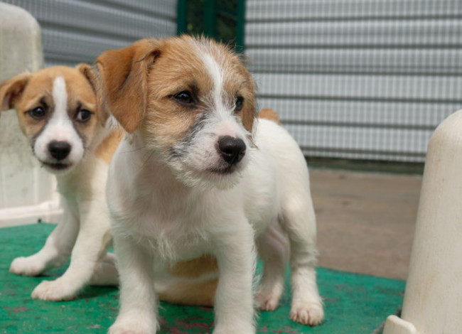 Jack russell dog and six puppies with docked tails in ISPCA care