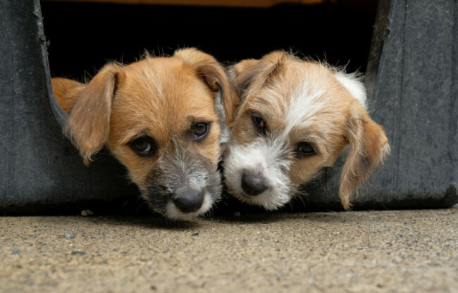 Jack russell dog and six puppiies with docket tails in ISPCA car