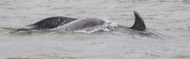 Fenit-15082019_IDJuv-with-ID2