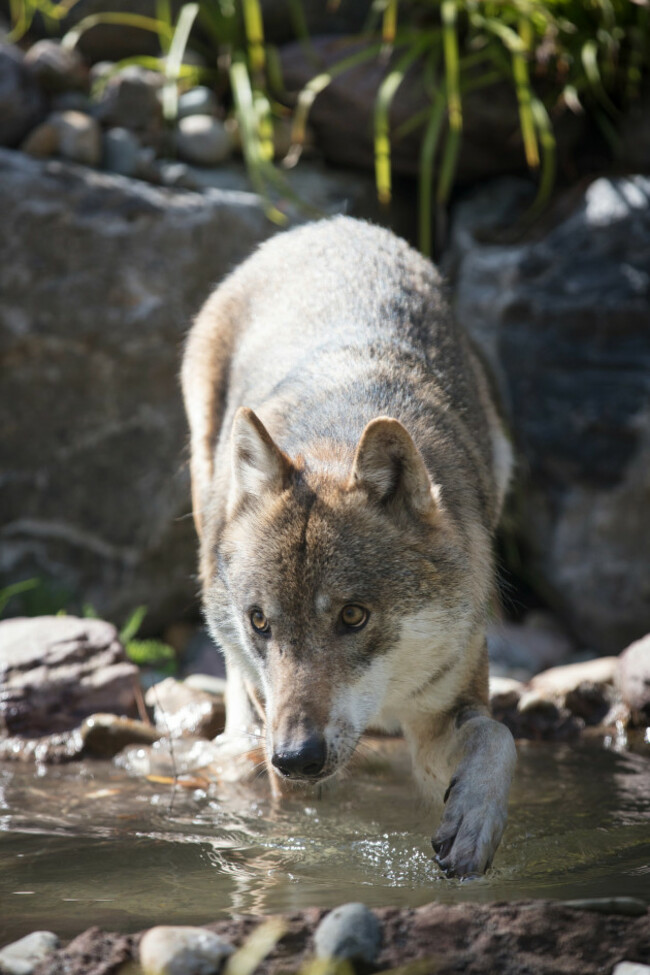 REPRO_FREE_DUBLINZOO_WOLVES_11