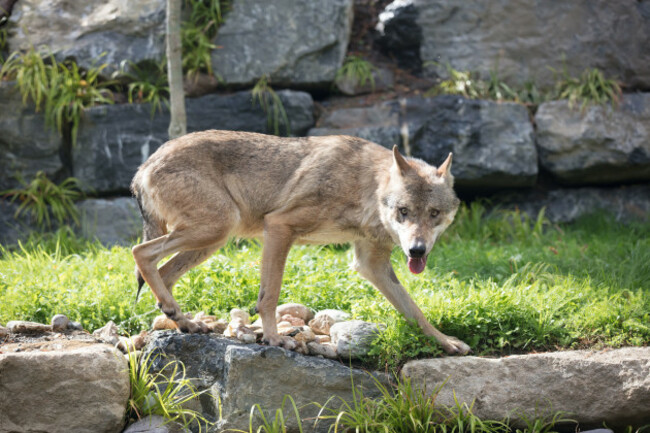 REPRO_FREE_DUBLINZOO_WOLVES_05