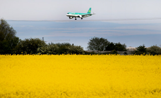 rapeseed 737_90570216