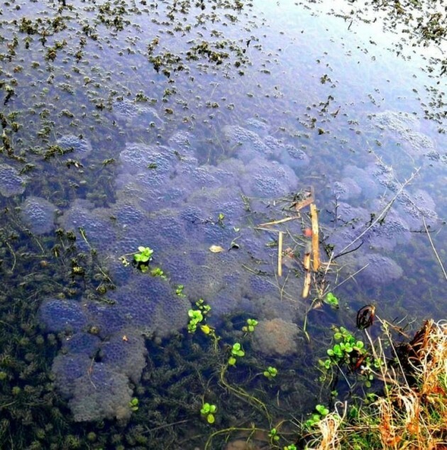 'A punch in the gut' Outrage as wetlands area in Tallaght is destroyed