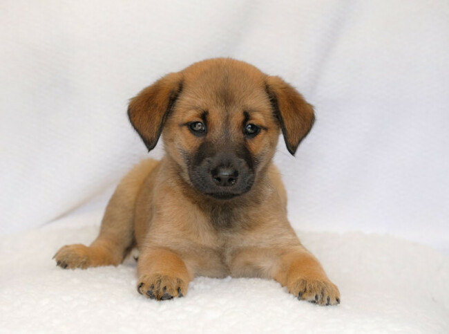 ispca-rescue-three-vulnerable-puppies-that-were-abandoned-in-a-g