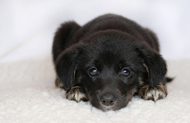 ispca-rescue-three-vulnerable-puppies-that-were-abandoned-in-a-g