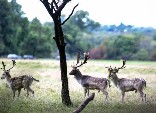 deer 611_90581817