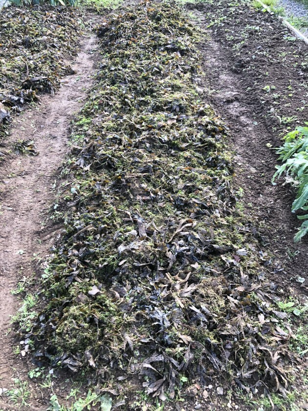 From the Garden Using seaweed to compost at home before winter hibernation