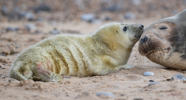 grey-seal-pups