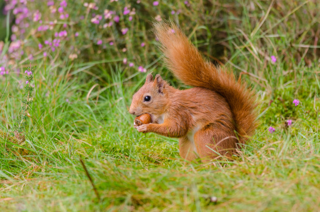 Ireland's ecosystem is home to almost 16,500 species - here are 7 you ...