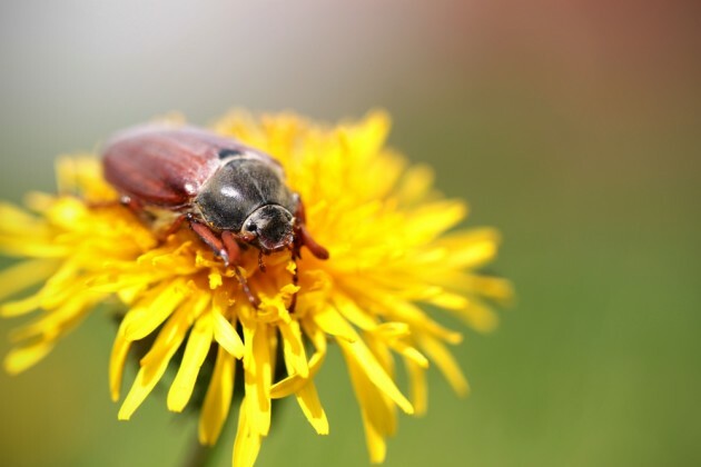 Ireland's ecosystem is home to almost 16,500 species - here are 7 you ...