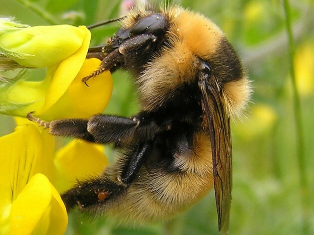 Ireland's ecosystem is home to almost 16,500 species - here are 7 you ...