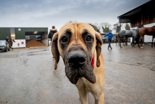 gordon-elliotts-great-dane-bert