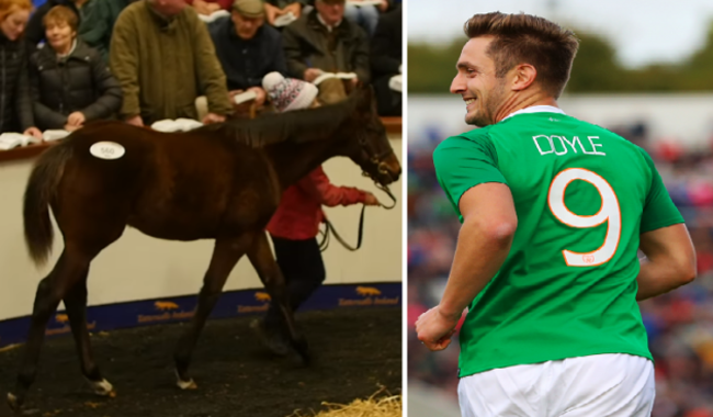 Kevin Doyle horse 1