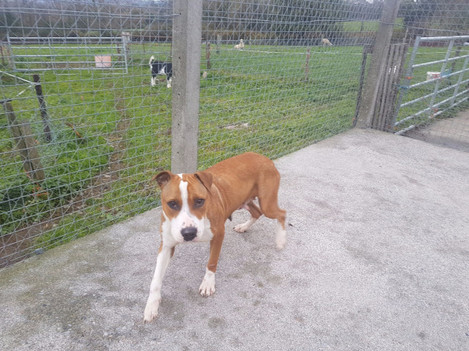 tipperary-man-convicted-under-the-animal-health-and-welfare-act