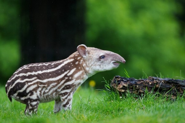 PHOTOS: the latest addition to Dublin Zoo...a newborn Tapir calf