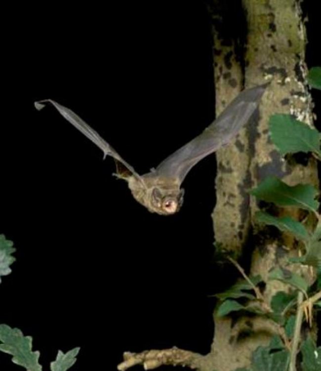 bat
