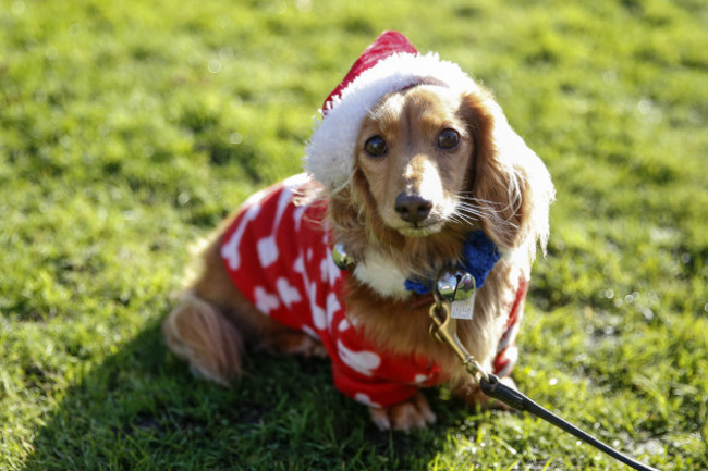 sausage-dog-festive-walk