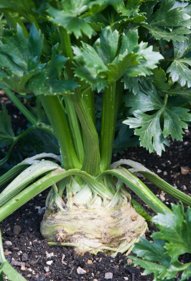 celeriac