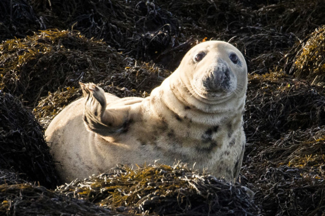 grey-seals-births-at-strangford-lough