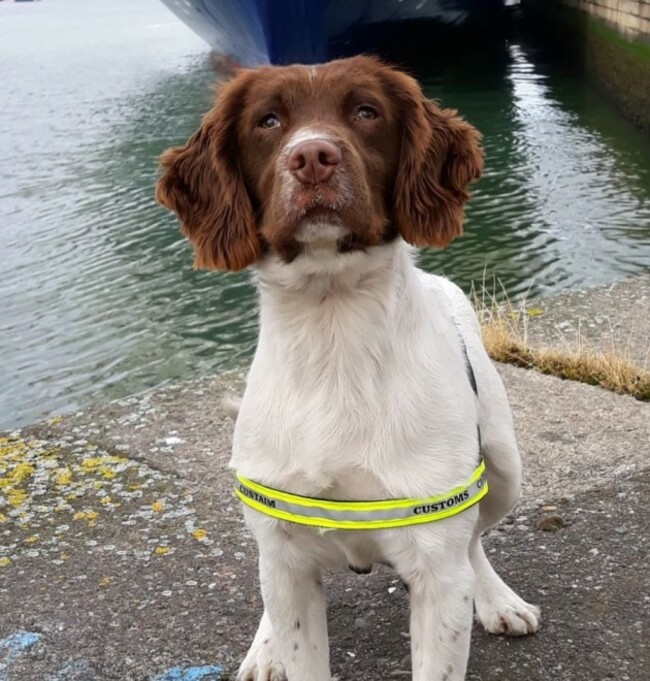 Detector Dog Sam