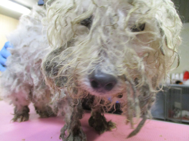 ispca-remove-eight-dogs-from-terrible-living-conditions