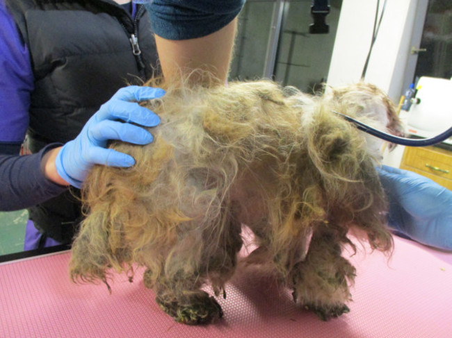 ispca-remove-eight-dogs-from-terrible-living-conditions