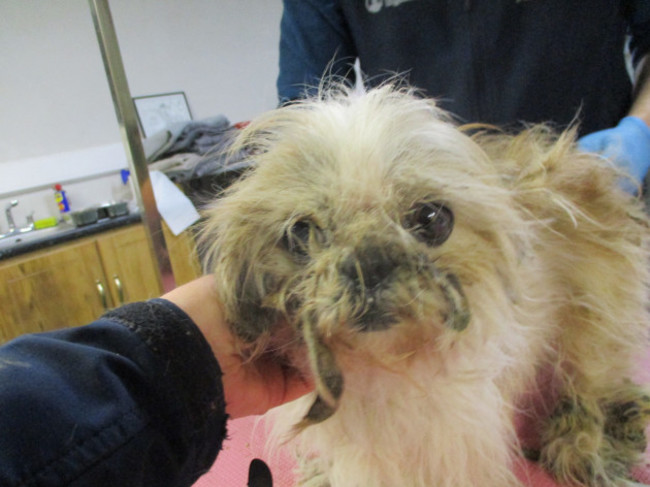 ispca-remove-eight-dogs-from-terrible-living-conditions