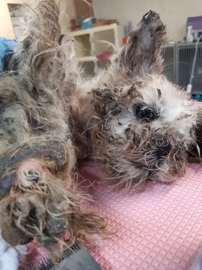 ispca-remove-eight-dogs-from-terrible-living-conditions