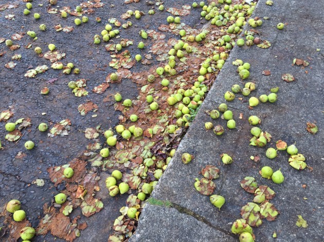 Pears on Ground