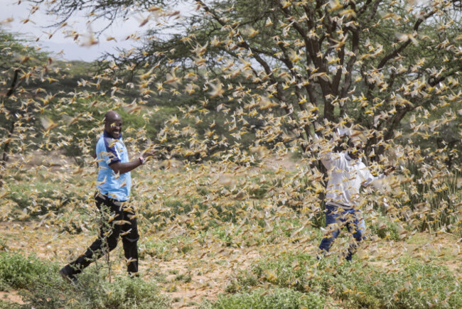 africa-locust-outbreak