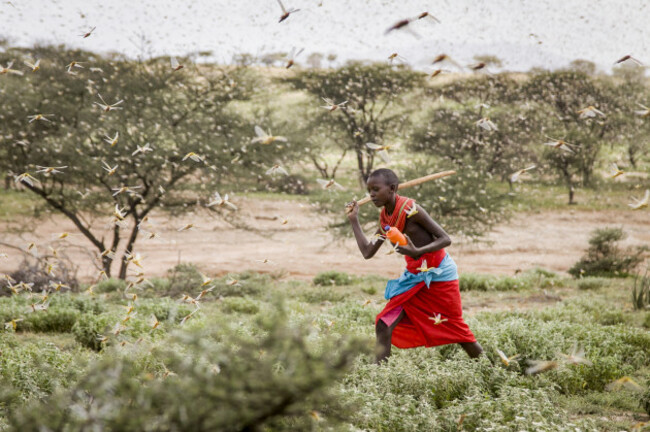 africa-locust-outbreak