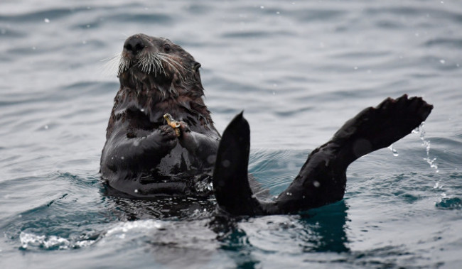 sea-otters-to-come-to-birmingham