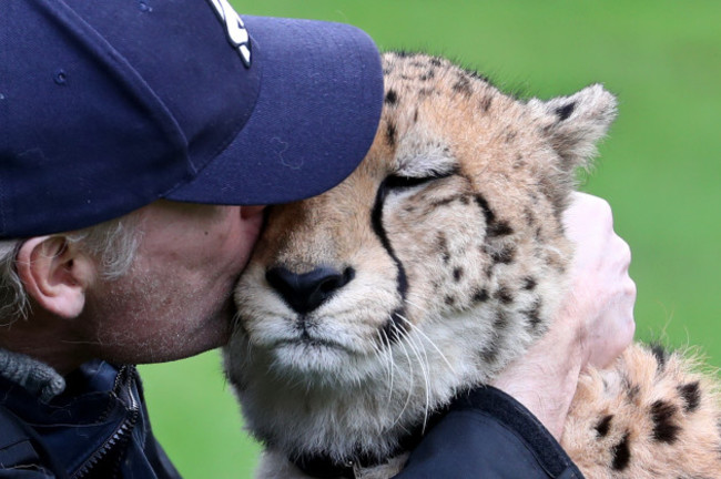 cheetahs-to-be-rewilded