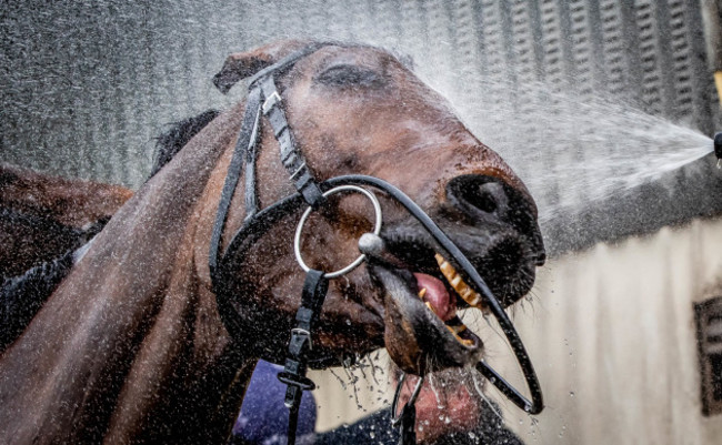 tiger-roll-getting-washed-after-morning-work