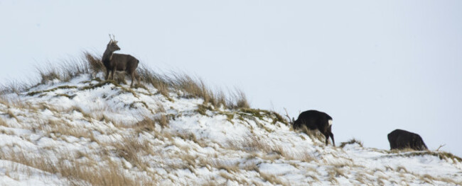 WILD MOUNTAIN DEER  758A7122