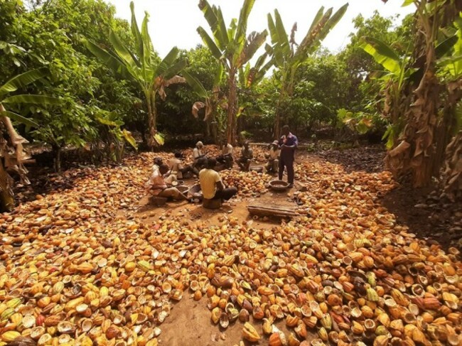 5. Getting beans from the pods in Duase