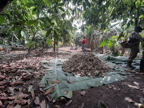 7. beans fermenting on banana leaves agroforestry in action as the banana tress are on the edge of the cocoa trees