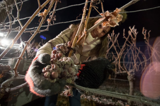 ice-wine-harvest-in-germany