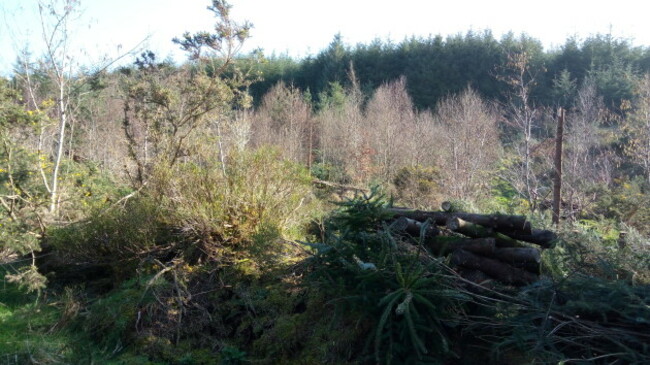 Other spruce conversion - 14 years