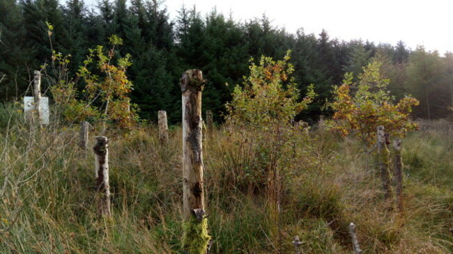 Forest conversion Oct 2019