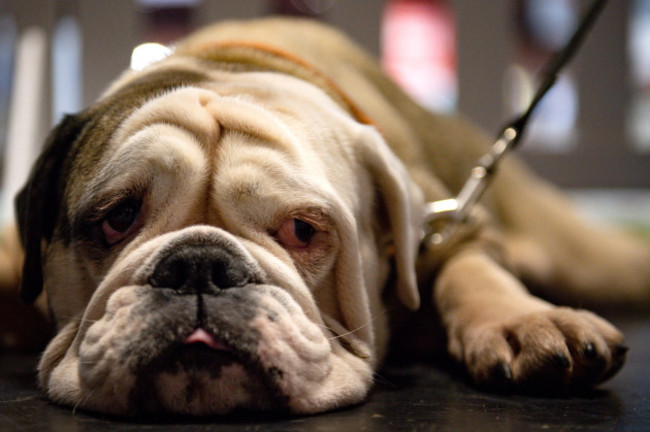 crufts-dog-show-day-two