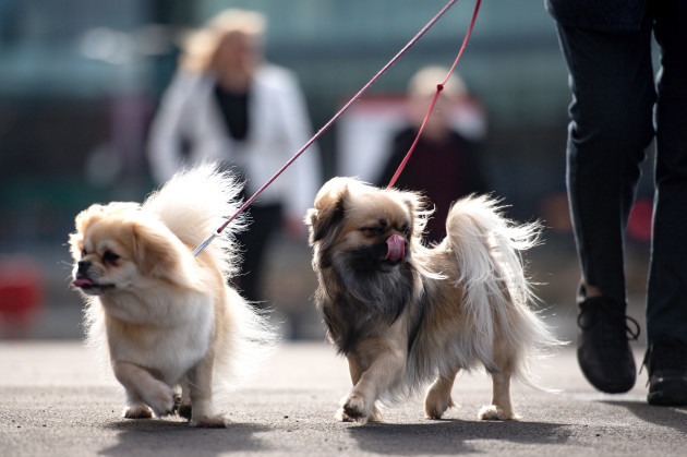 crufts-dog-show-day-four